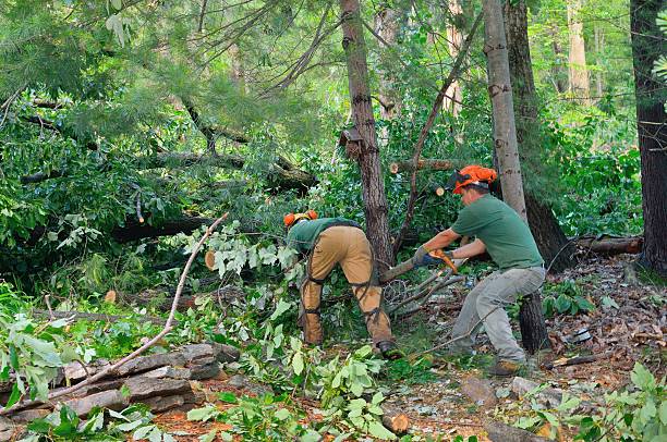 Best Lawn Mowing  in Sloatsburg, NY