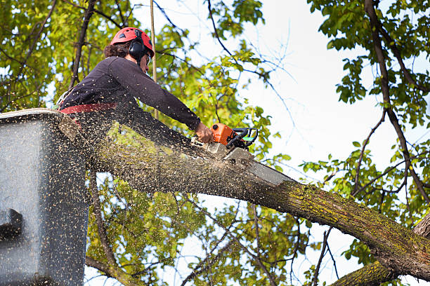 Best Tree Preservation Services  in Sloatsburg, NY